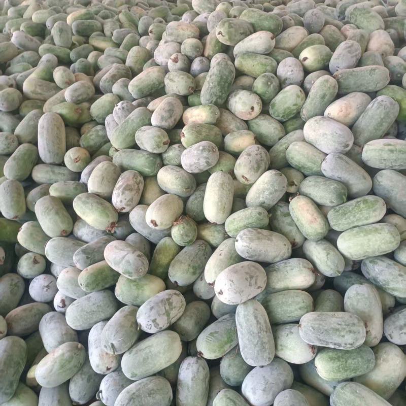 （热卖）河南水果冬瓜价格美丽质量好走货快欢迎询价对接全国