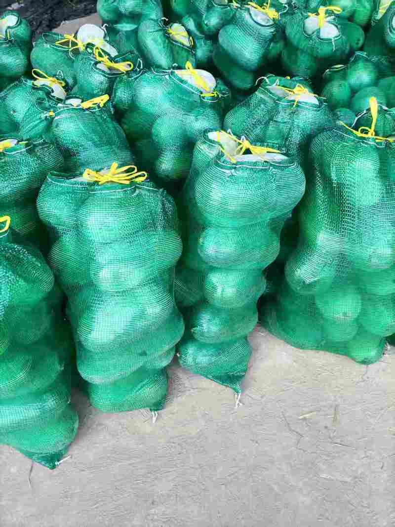（热卖）河南水果冬瓜价格美丽质量好走货快欢迎询价对接全国