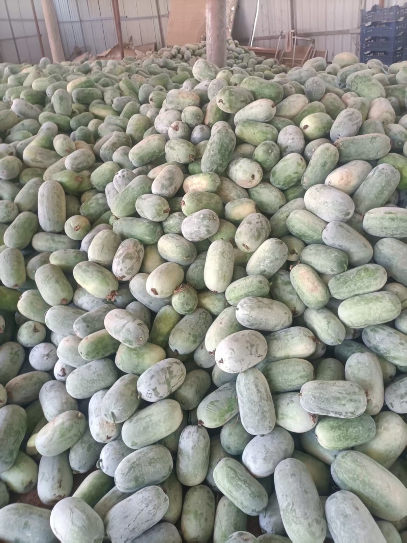 （热卖）河南水果冬瓜价格美丽质量好走货快欢迎询价对接全国