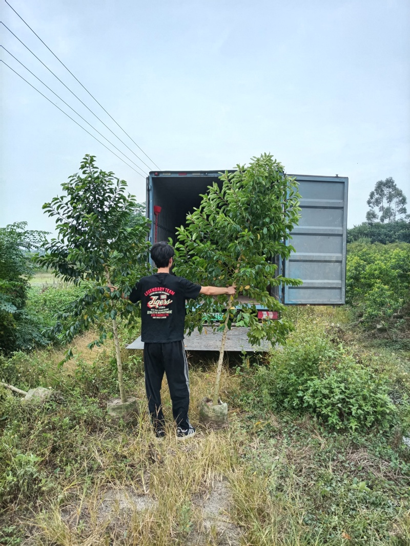 铁冬青苗
