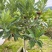 杨梅杯苗营养袋苗成活率高提供种植技术支持量大从优