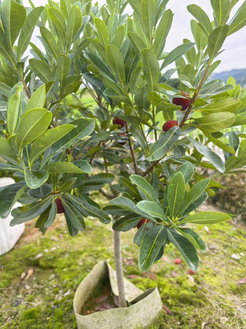 杨梅杯苗营养袋苗成活率高提供种植技术支持量大从优