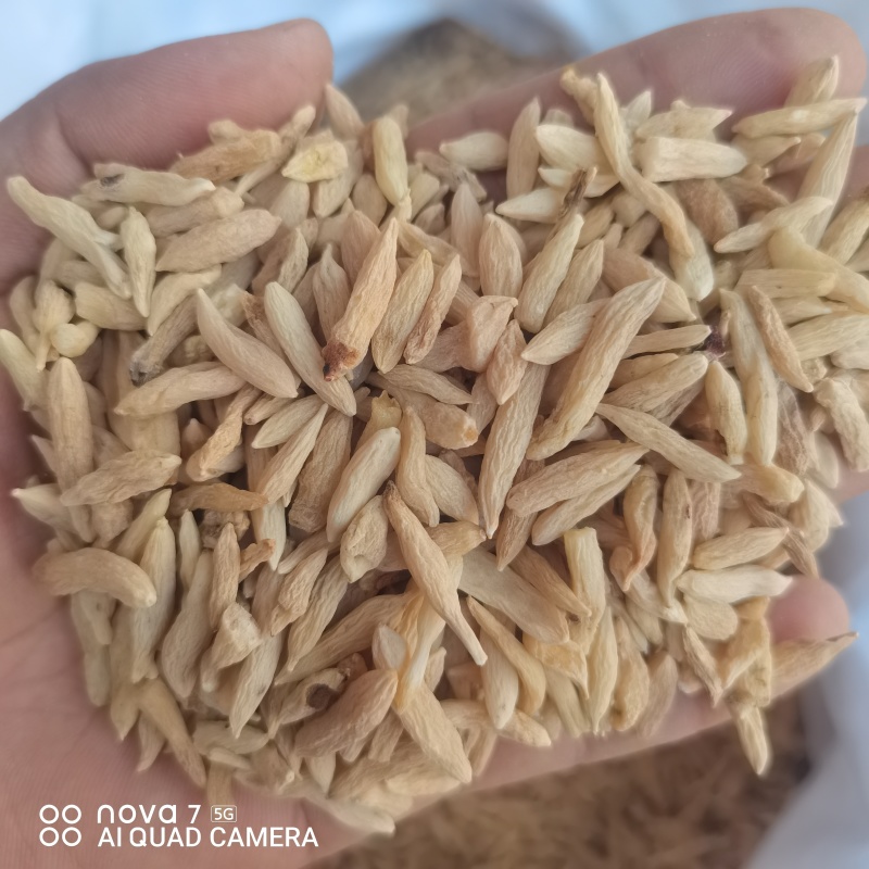 麦冬规格齐全无硫磺熏蒸自然晾晒的到地药材