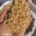 麦冬规格齐全无硫磺熏蒸自然晾晒的到地药材