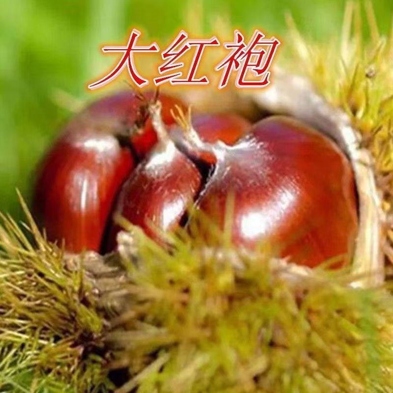 板栗苗大红袍板栗树苗