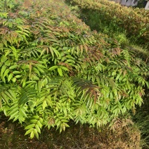 香椿树