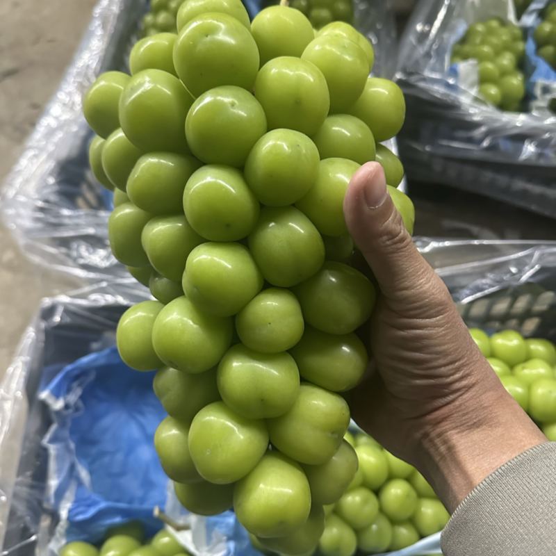20万斤阳光玫瑰出库中