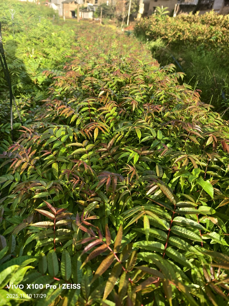 香椿树