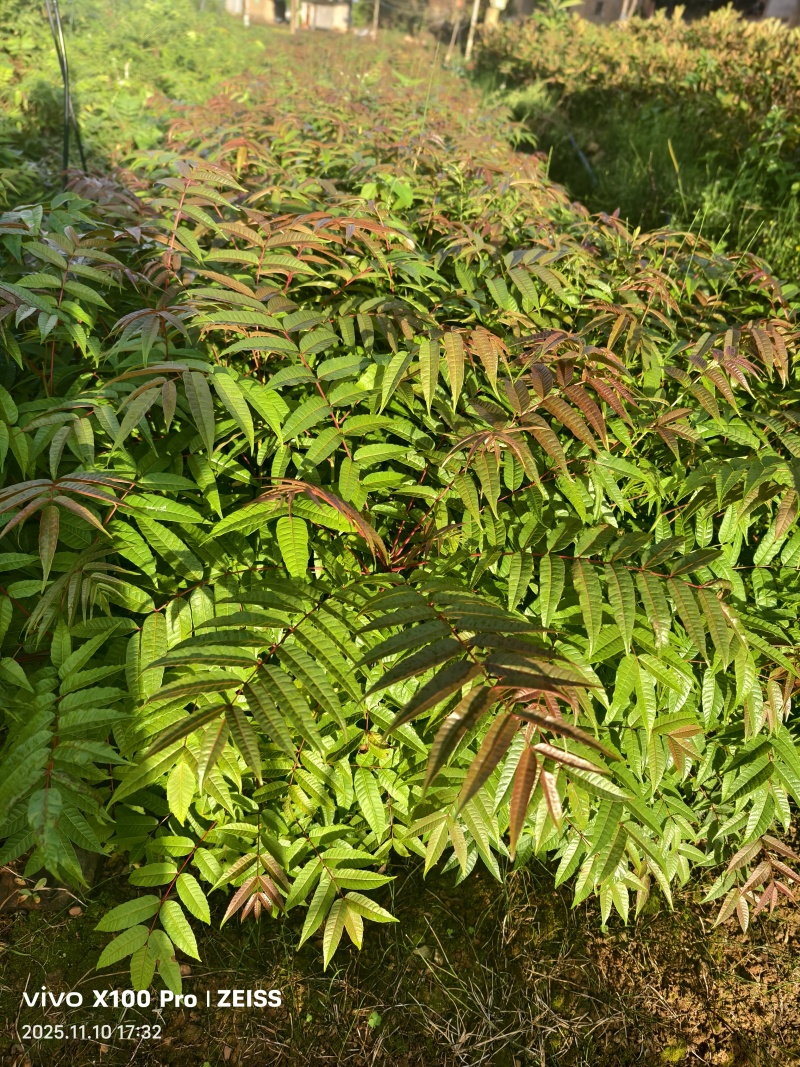香椿树