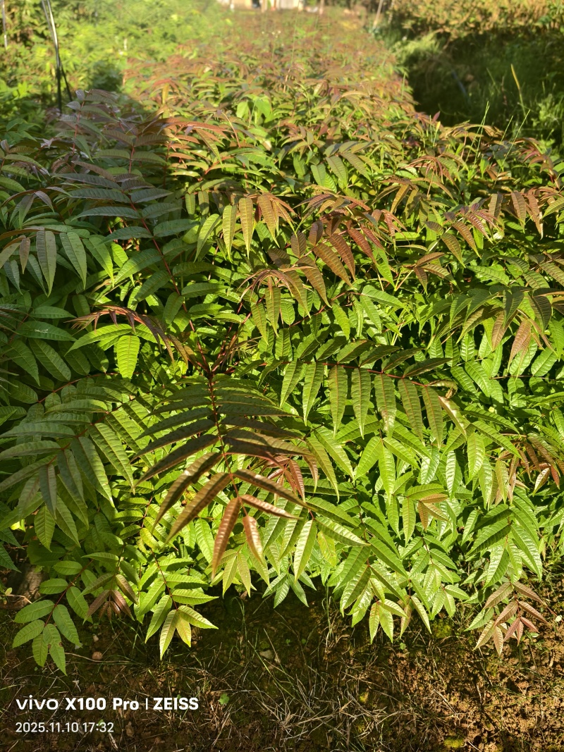 香椿树