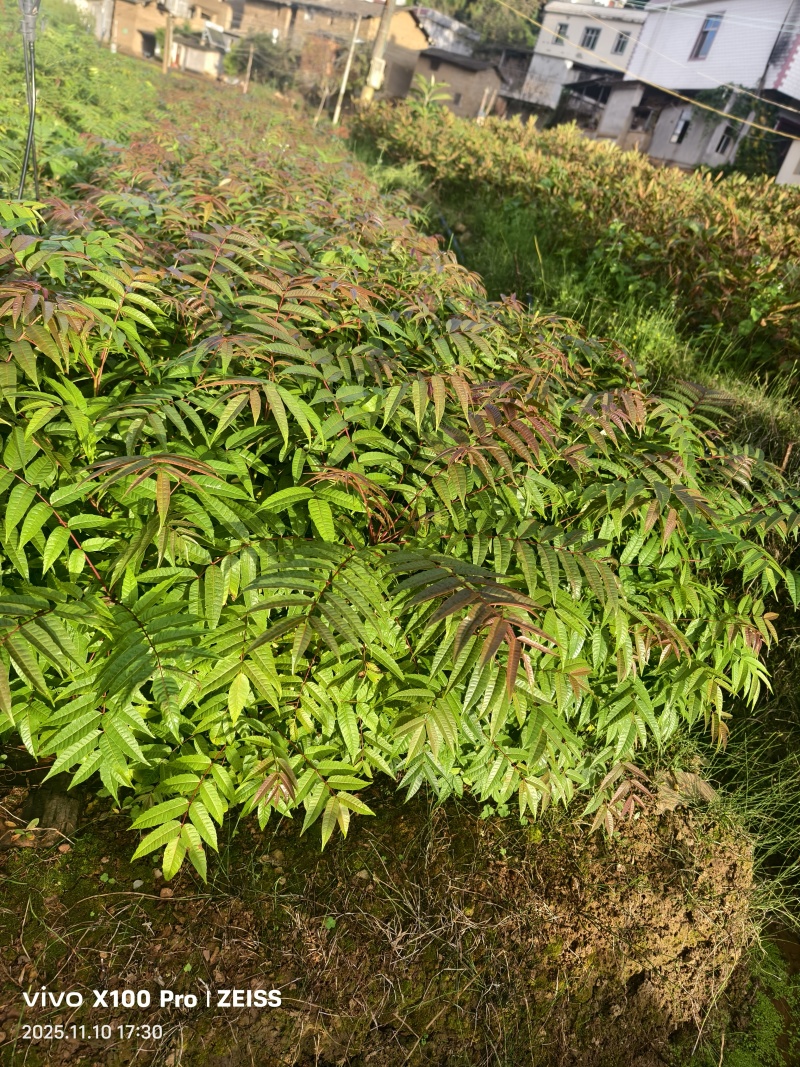 香椿树