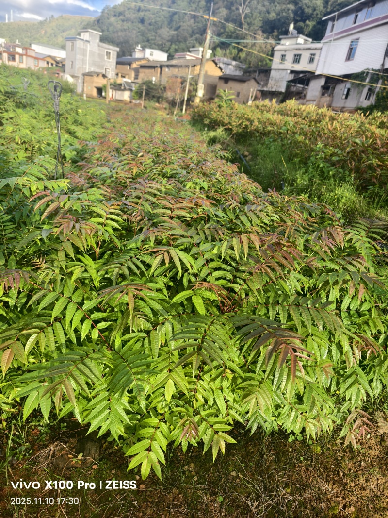 香椿树