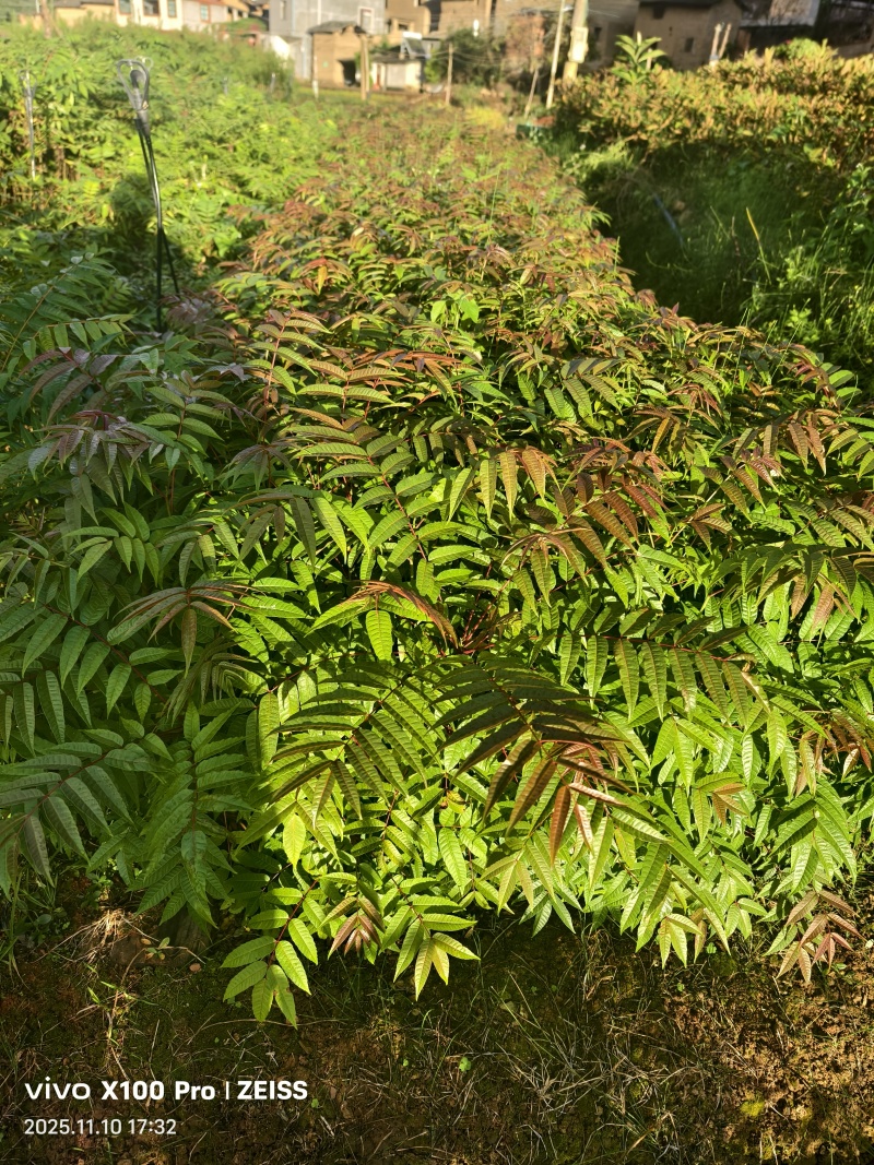 香椿树