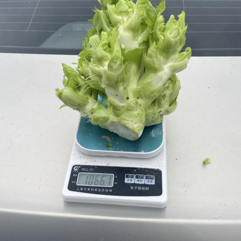 高海拔儿菜