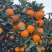 蜜橘蜜橘🍊