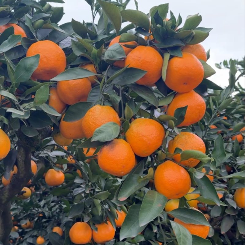 蜜橘蜜橘🍊