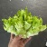 高海拔儿菜