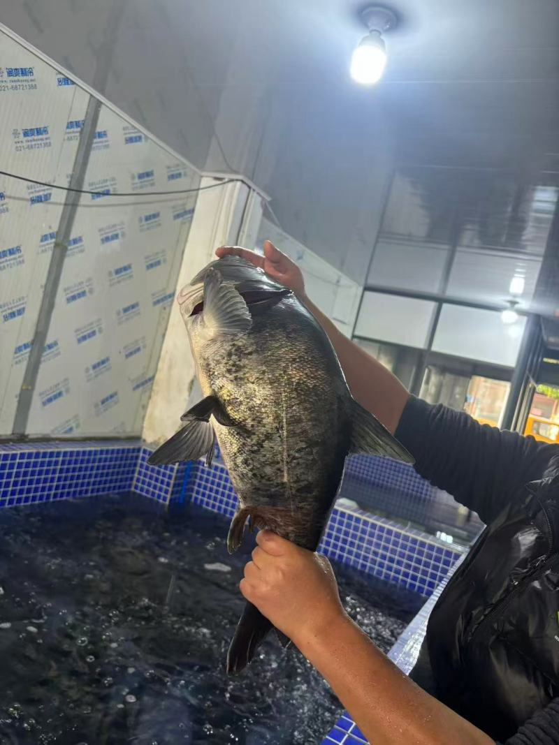 江苏花白鲢鱼，配送无锡，江阴市区品质保证诚信经营