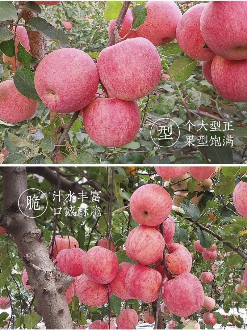正宗陕西红富士