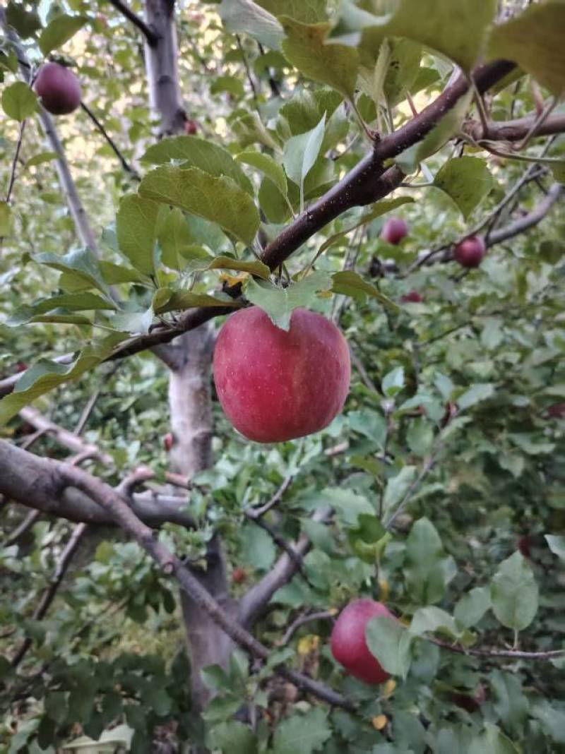 糖心红富士