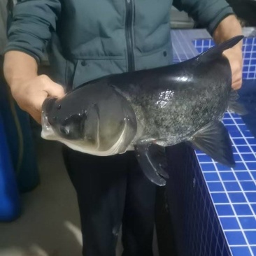 江苏花白鲢鱼，配送无锡，江阴市区品质保证诚信经营