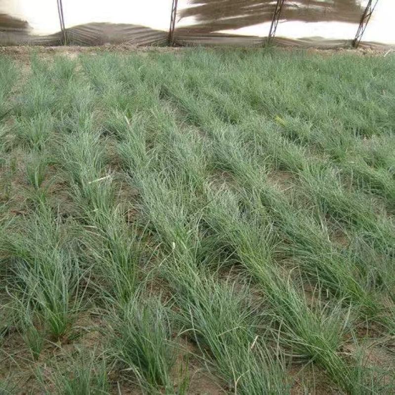 《沙葱》甘肃基地直发对接全国量大从优售后无忧