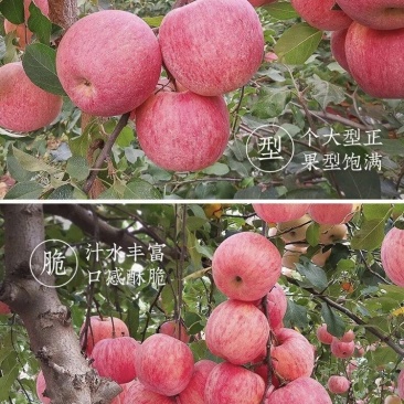 陕西高原红富士苹果基地直供质量保证一手货源全国发货
