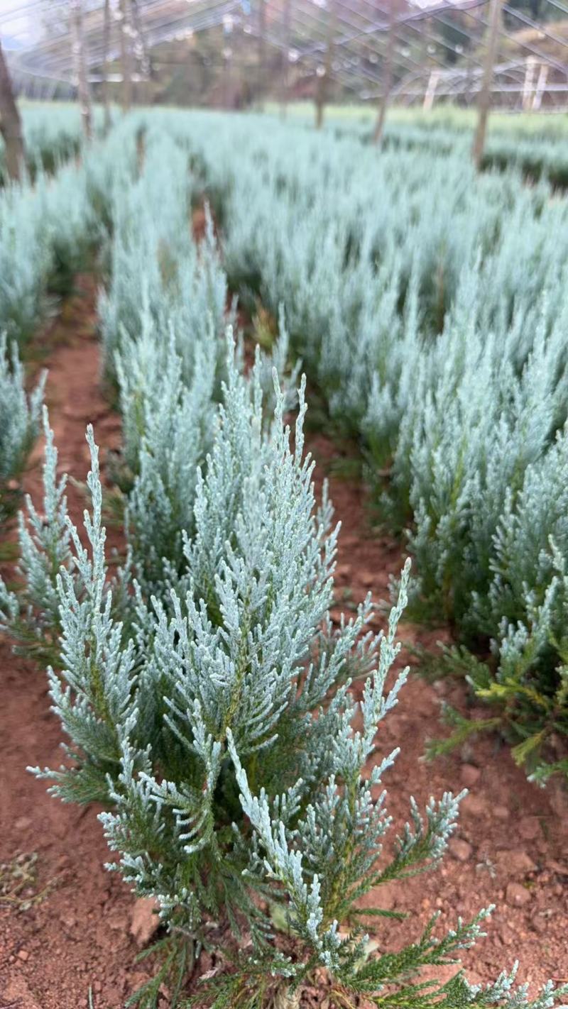 蓝冰柏蓝色天堂洛基山圆柏非洲蓝柏床苗地苗