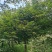 鸡爪槭