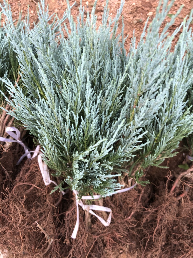 蓝冰柏蓝色天堂洛基山圆柏非洲蓝柏床苗地苗