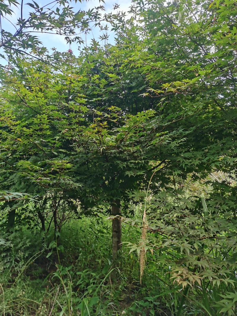 鸡爪槭