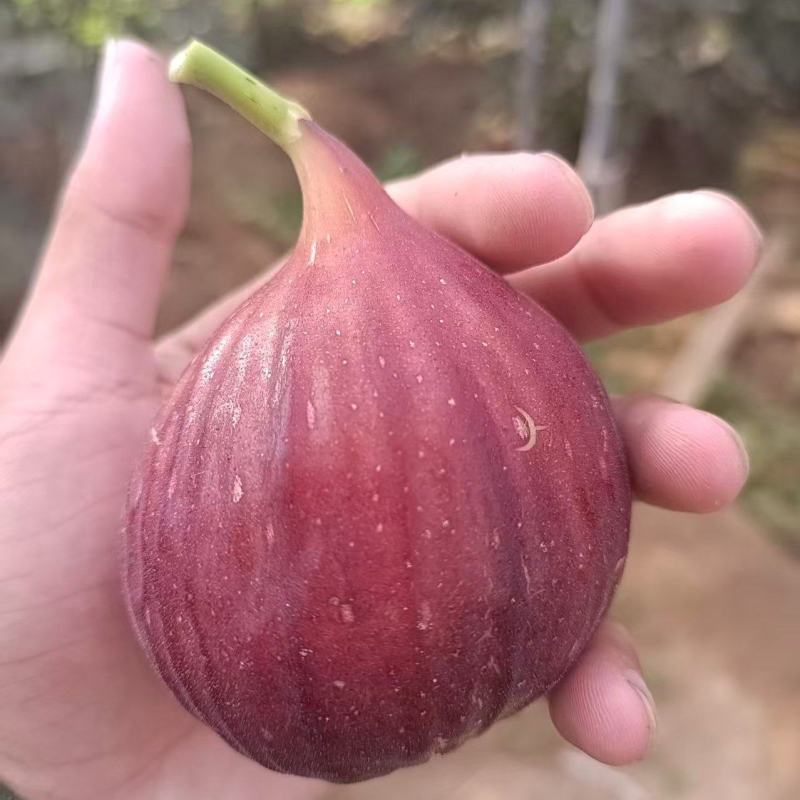 波姬红无花果苗，当年坐果，根系发达，专业种植10年无花果苗