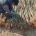 波姬红无花果苗，当年坐果，根系发达，专业种植10年无花果苗
