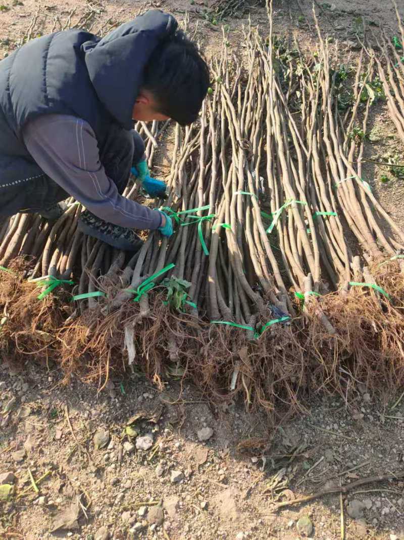 波姬红无花果苗，当年坐果，根系发达，专业种植10年无花果苗