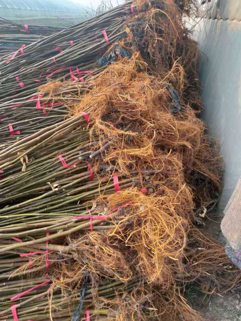 波姬红无花果苗，当年坐果，根系发达，专业种植10年无花果苗