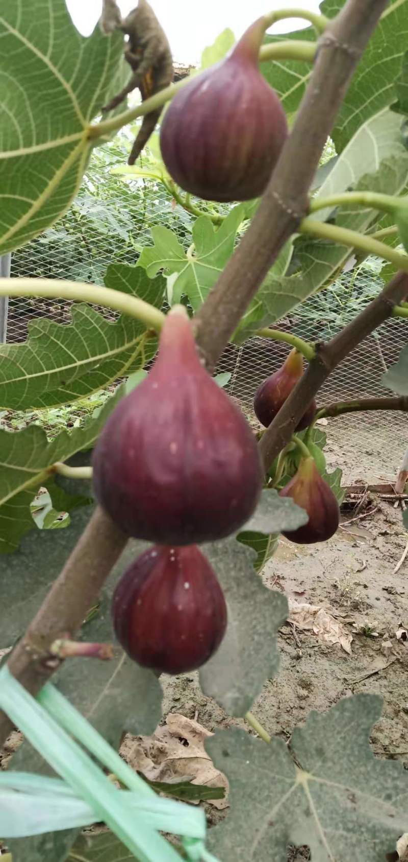 波姬红无花果苗，当年坐果，根系发达，专业种植10年无花果苗