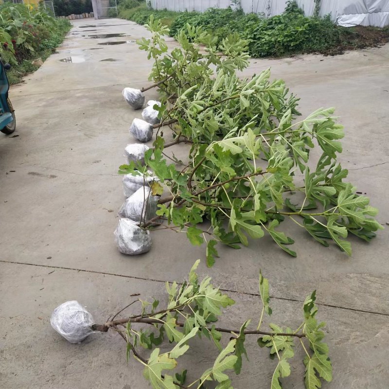 波姬红无花果苗，当年坐果，根系发达，专业种植10年无花果苗