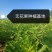 波姬红无花果苗，当年坐果，根系发达，专业种植10年无花果苗