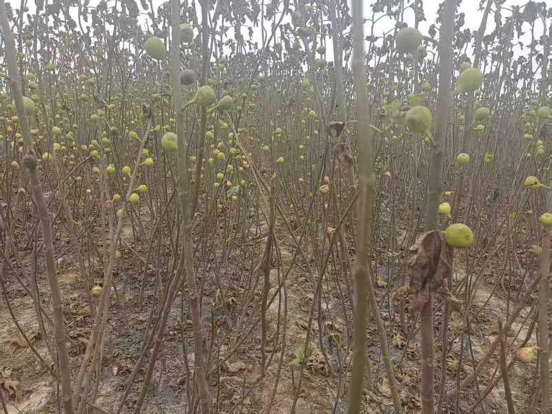 波姬红无花果苗，当年坐果，根系发达，专业种植10年无花果苗