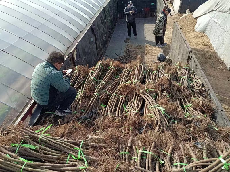 波姬红无花果苗，当年坐果，根系发达，专业种植10年无花果苗