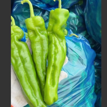 鲜辣椒