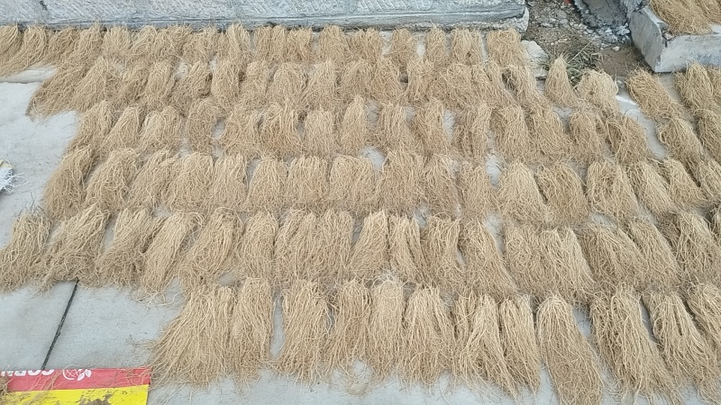 徐长卿全根全草捋顺无土无杂质无地膜，规格齐全，代发全国