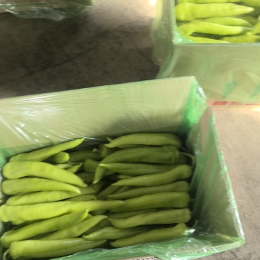 暖棚精品黄皮尖椒产地直发，现摘现卖