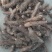 姜薯潮汕特产新鲜姜茨农产品产地直销1斤起包邮