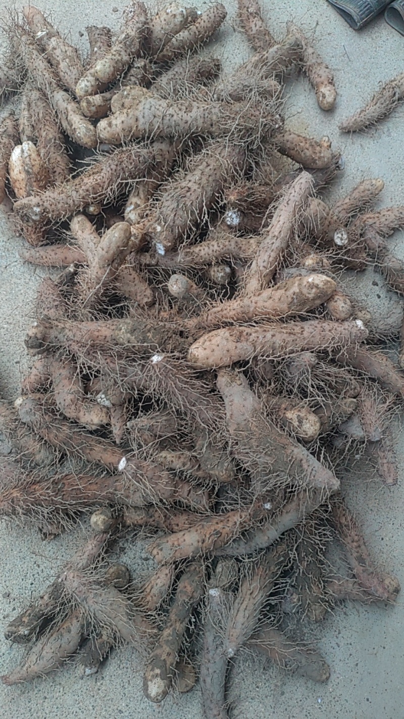 姜薯潮汕特产新鲜姜茨农产品产地直销1斤起包邮