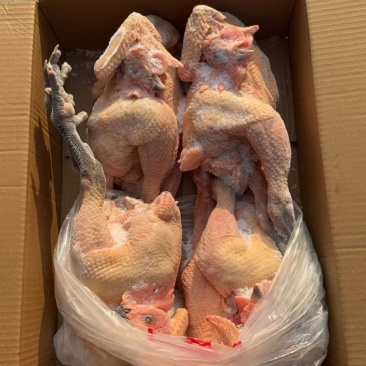 白条鸡