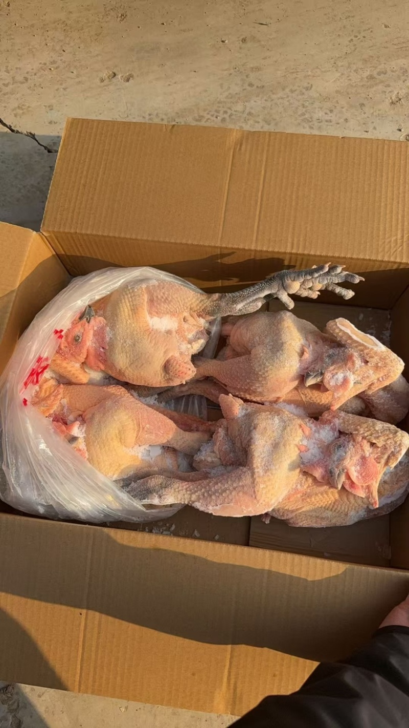 白条鸡