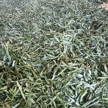 化石草