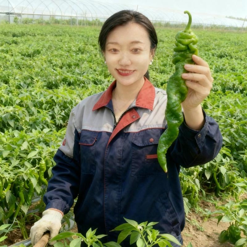 全旋时代全螺螺丝椒果大高产卖相好每袋一千粒包邮