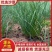 《沙葱》甘肃基地直发对接全国量大从优售后无忧